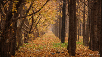 张各庄村银杏林