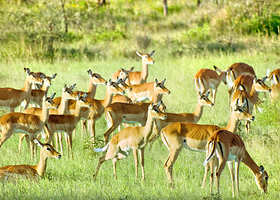 Out of Africa Wildlife Park