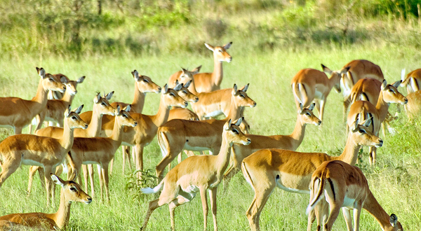 Out of Africa Wildlife Park