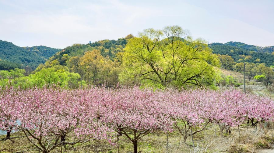 桃花岛风景区