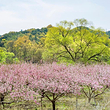 桃花岛风景区