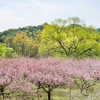 桃花岛风景区