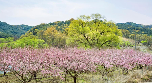 桃花岛风景区