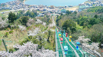 伞松公园第 1 张图片
