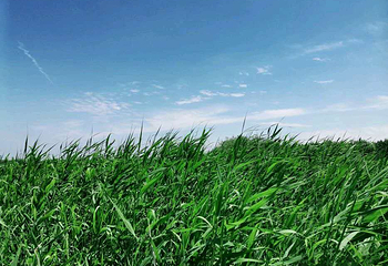 西青郊野公园第 39 张图片