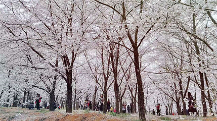 贵安樱花园第 31 张图片