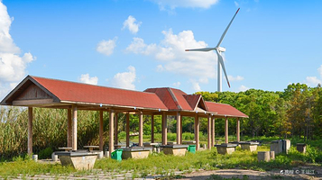 上海滨海森林公园