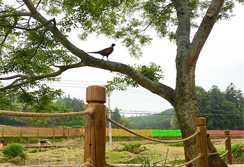 桃源里旅游度假区-花海乐园第 7 张图片