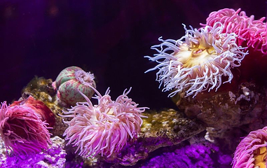 珊瑚海第 1 张图片