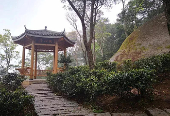 石祖禅茶园第 7 张图片