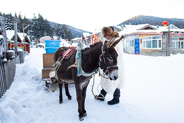 雪乡大宝滑雪场第 14 张图片