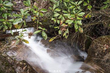 莽山旅游区国家森林公园第 40 张图片