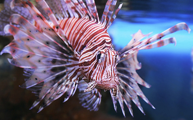 三亚亚特兰蒂斯失落的空间水族馆第 101 张图片