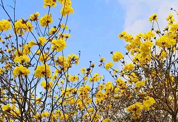 云梯山花海第 6 张图片