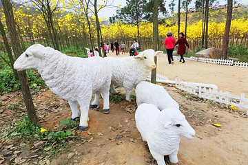 云梯山花海第 12 张图片
