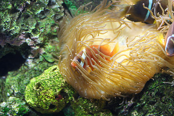 奥杜邦美洲水族馆第 22 张图片