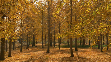 邳州国家级银杏博览园