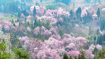吴家后山第 1 张图片