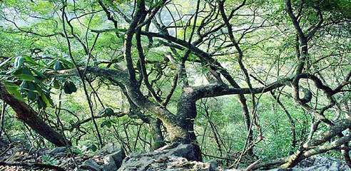 天龙大峡谷第 22 张图片