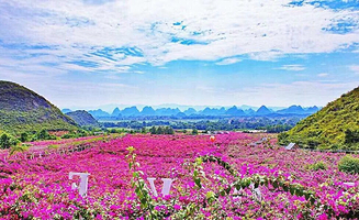 桂林花海