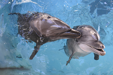 新江之岛水族馆第 18 张图片