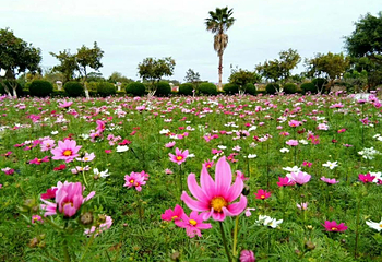 花都香草世界第 111 张图片