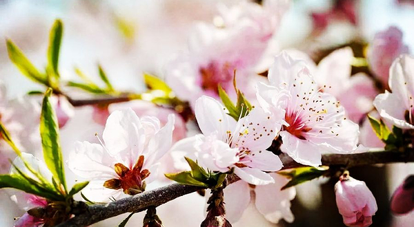 春华秋实农博园