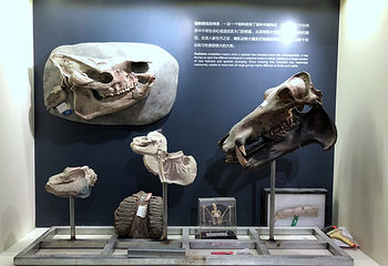 正佳自然科学博物馆第 43 张图片