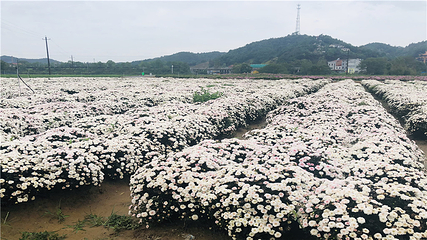 临湘市菊花博览园第 3 张图片