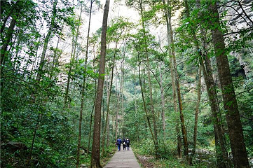 金鞭溪峡谷第 28 张图片