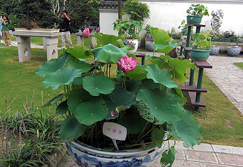 古猗园第 94 张图片