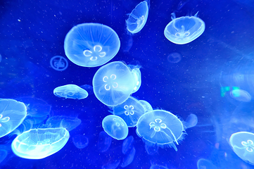 三亚亚特兰蒂斯失落的空间水族馆第 148 张图片