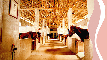 金鞍马术俱乐部