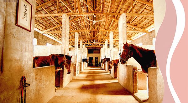 金鞍马术俱乐部