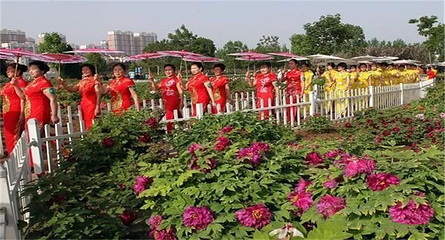 北京牡丹园第 13 张图片