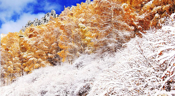 天山天池风景区-白杨沟