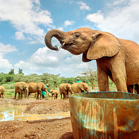 Sheldrick Wildlife Trust Nursery