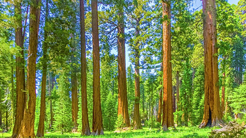 马里波萨谷巨杉林