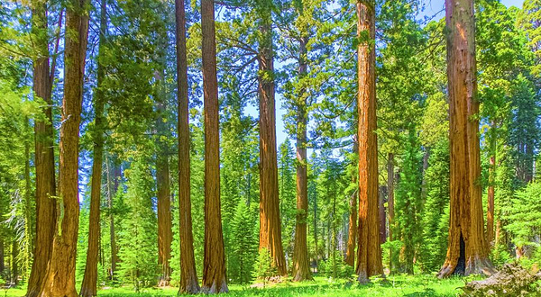 马里波萨谷巨杉林