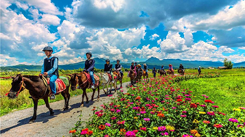 拉市海茶马古道