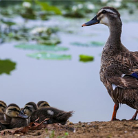 双龙湖湿地观鸟园