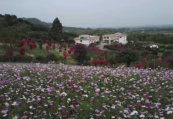 杨梅基地第 42 张图片