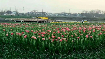 芜湖六郎湿地花海第 18 张图片