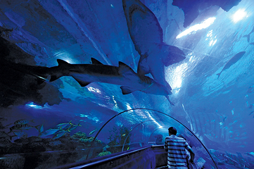 吉隆坡城中城水族馆第 7 张图片