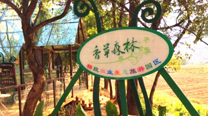 香草森林第 1 张图片