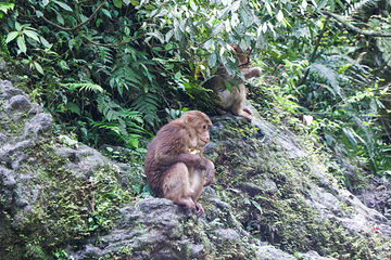 峨眉山生态猴区第 12 张图片
