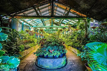 康提皇家植物园第 11 张图片