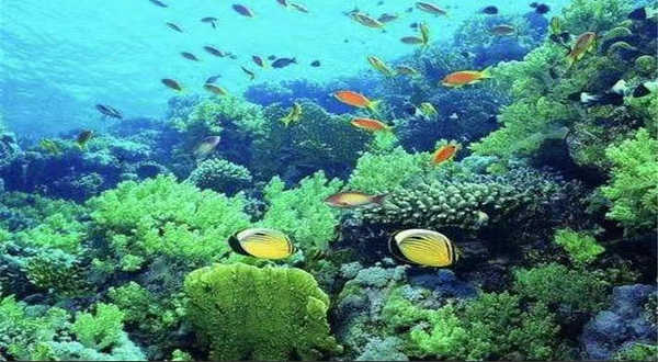 怪兽充电(金图海洋公园)