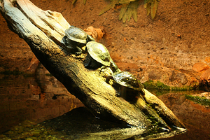 尼亚加拉水族馆