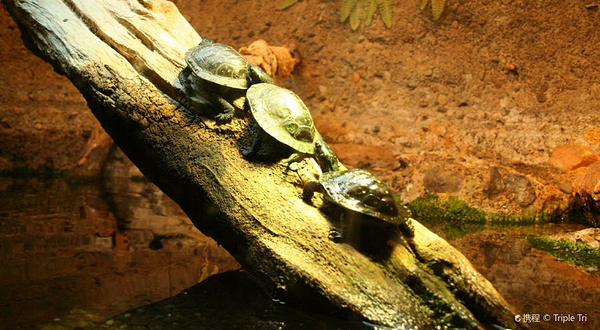 尼亚加拉水族馆